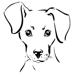 Muzzle of a dog