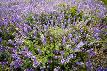 Fototapeta premium Lavender Field