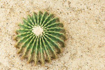 green tiny cactus on sand Nature background