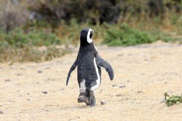 Obraz premium Magellanic Penguin Walking Away, Waving Goodbye. Punta Tombo reserve, Argentina