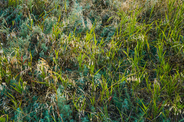 Steppe vegetation. Southern herbaceous plants. Background