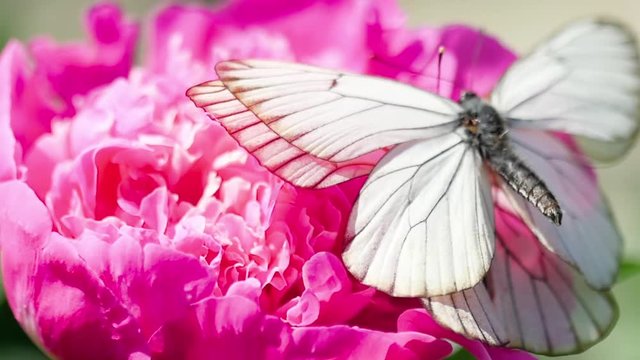 Pieris brassicae white butterfly