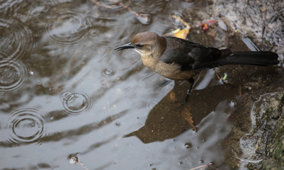 black whiskered vireo reflects on a rainy day in the wetlands
