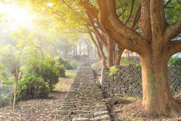 rocky steps near big trees