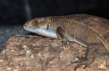 blue throated lizard sees you in the corner of his eye