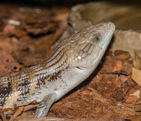 blue tongued lizard close up