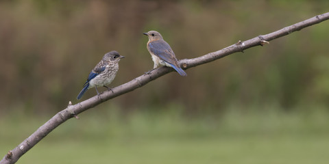 Female Eastern Bluebird with Fledgling