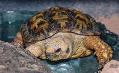 juvenile spurred tortoise closeup 