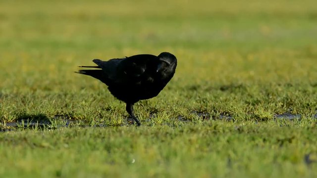 Carrion Crow, Crow, Corvus Corone