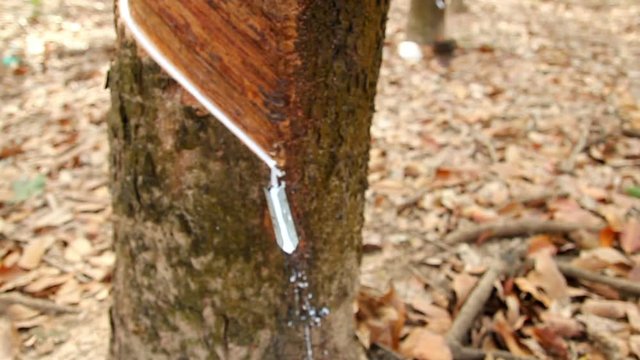 rubber latex drop from rubber tree to pot,moving shot by slider