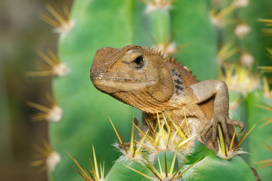 Image of a chameleon on nature background. Reptile. Animal.