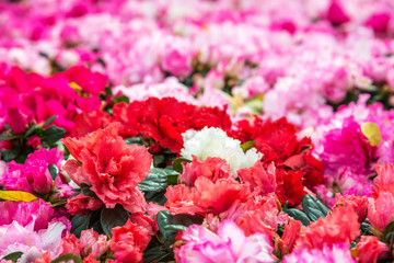 Wild rose flowering in garden (Rhododendron arboreum), Moscow region, Russia