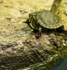 yellow bellied slider turtle is watching you