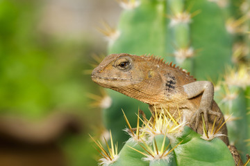 Image of a chameleon on nature background. Reptile. Animal.