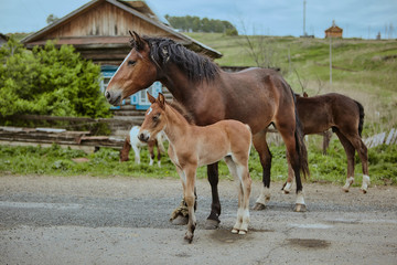 Obraz premium Horses Brown outdoors farm countryside close-up domestic cute