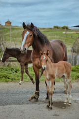 Fototapeta na wymiar Horses Brown outdoors farm countryside close-up domestic cute