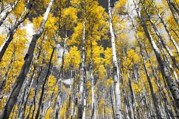 Fototapety  Złoto-żółty las jesiennych drzew osikowych w czarno-białym krajobrazie Gór Skalistych w Kolorado