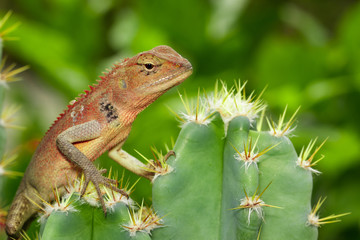 Image of a chameleon on nature background. Reptile. Animal.