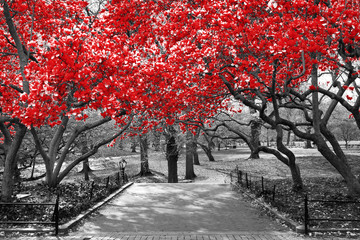 Baldachin aus roten Bäumen in surrealer schwarz-weißer Landschaftsszene im Central Park, New York City