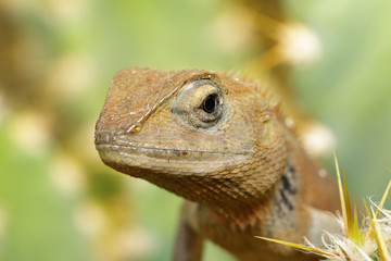 Image of a chameleon on nature background. Reptile. Animal.