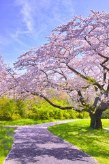 小道と桜の木