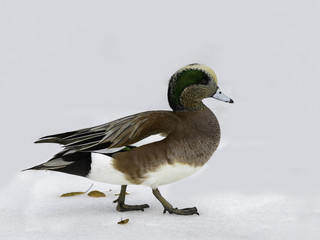 American Wigeon Portrait in Winter