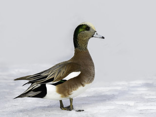 American Wigeon Portrait in Winter