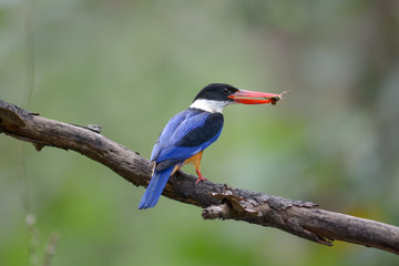 Obraz premium Black-capped Kingfisher (Halcyon pileata)