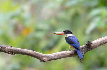 Black-capped Kingfisher (Halcyon pileata)