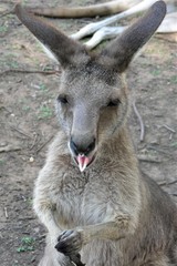 Cheeky Little Kangaroo Poking out its Tongue at You