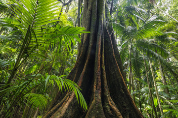 Obraz na płótnie Canvas A strangler fig in lush green subtropical rainforest on Mount Tamborine in the Gold Coast hinterland. Gold Coast, Queensland, Australia.