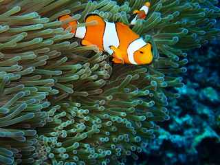Naklejka na ściany i meble Nemo fishes with sea anemone under the sea