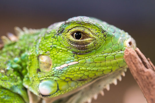 Profile macro photo of a green Iguana