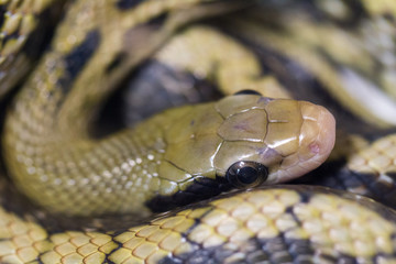 A macro Photo of a  snake