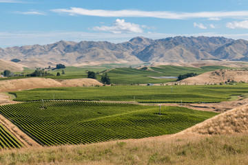 Fototapeta na wymiar aerial view of New Zealand vineyards in Marlborough region
