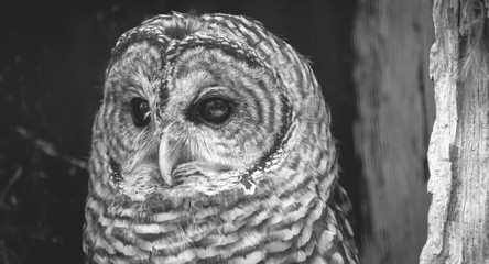 Barred Owl (Strix varia) in Black and White