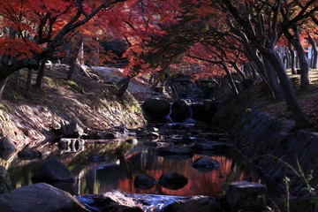 creek under red maple trees in Nara Park, Japan