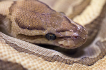 A macro Photo of a  snake