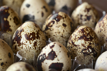 Fresh raw quail eggs in egg box, photographed with natural light (Selective Focus, Focus on the front of the two eggs one third into the image)