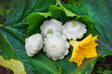 Squash Pattison in the garden