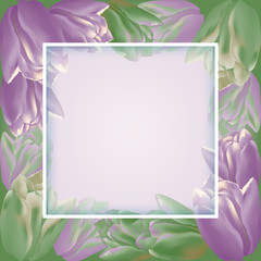  Vector greeting card template with tulip flowers and translucent square frame. Realistic meshes petals. For mother's day, women's day or st.valentine's day design