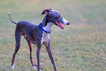 Thai Dog Walking in the Garden