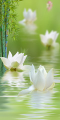 composition aquatique avec lotus et bambou 