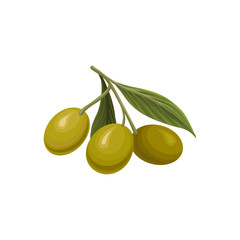 Olive branch with three green olives vector Illustration