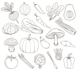 Illustration of different kinds of vegetables