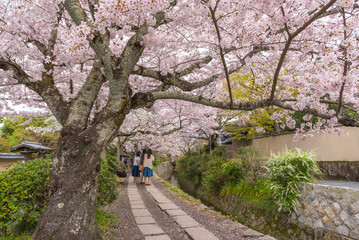 Fototapeta premium Philosopher's Walk with sakura (cherry blossom) in the Springtime. Kyoto Japan.