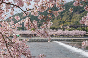 Fototapeta na wymiar Cherry blossom, Arashiyama in spring,Kyoto, Japan