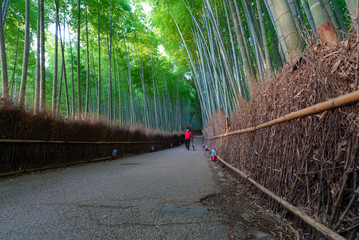 Fototapeta premium Sagano bamboo grove at Arashiyama in Kyoto Japan.