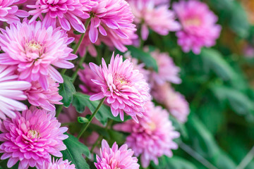 Chrysanthemum pink flowers in the garden.
