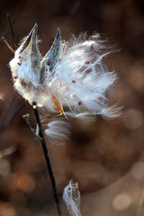 Milkweed